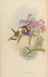 Thaumatias chionurus = Elvira chionura